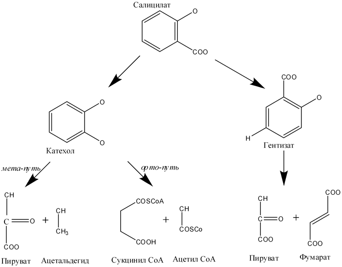 Биохимические пути бактериальной деградации салицилата