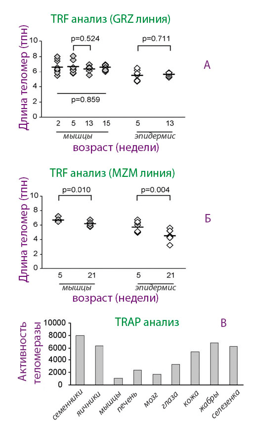 Возрастная динамика теломерной ДНК и активность теломеразы