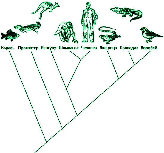 Филогенетические взаимоотношения некоторых животных