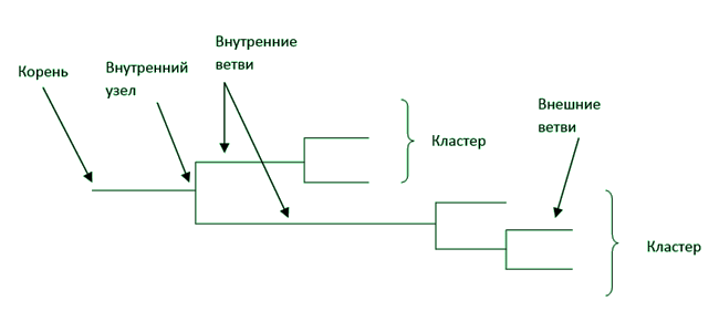 Укорененное филогенетическое дерево и элементы его топологии