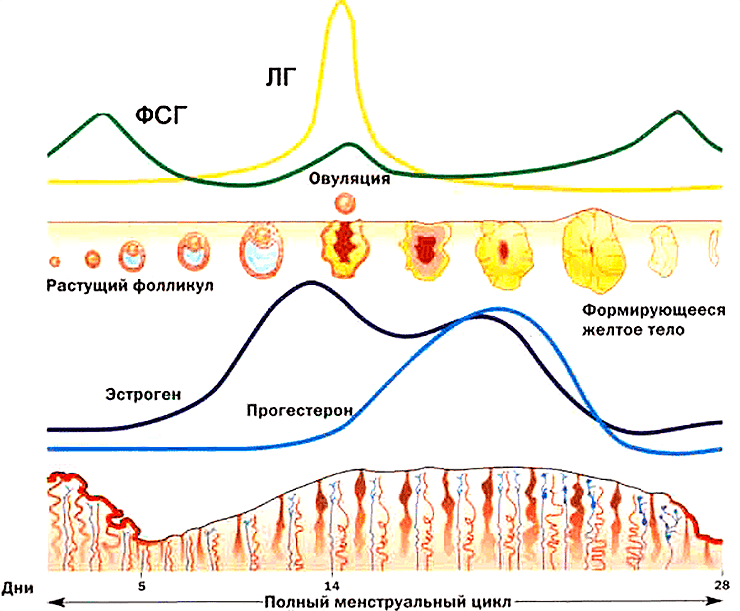 ФСГ стимулирует рост и созревание фолликула в яичнике