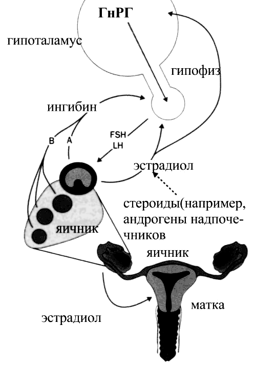 Связь функционирования яичников с эндокринной системой