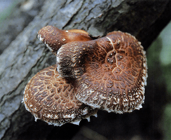 Lentinus edodes