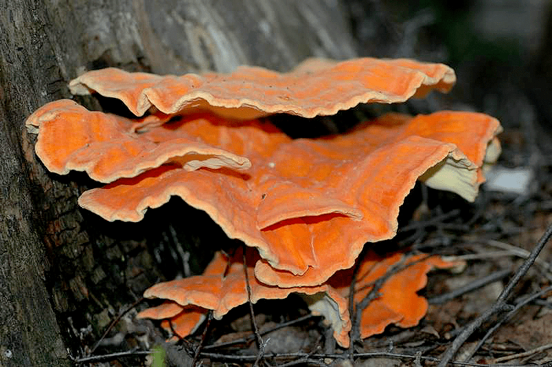 Laetiporus sulphureus