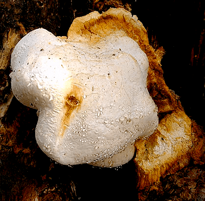 Fomitopsis officinalis