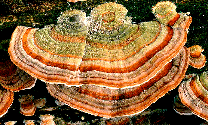 Trametes versicolor