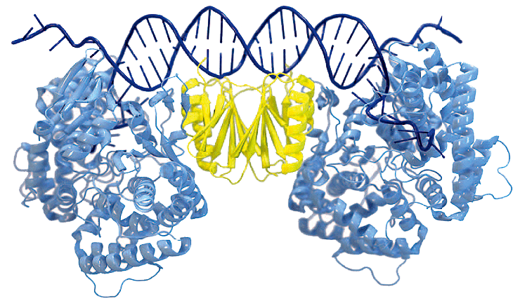 Кристаллическая структура комплекса Cas1—Cas2