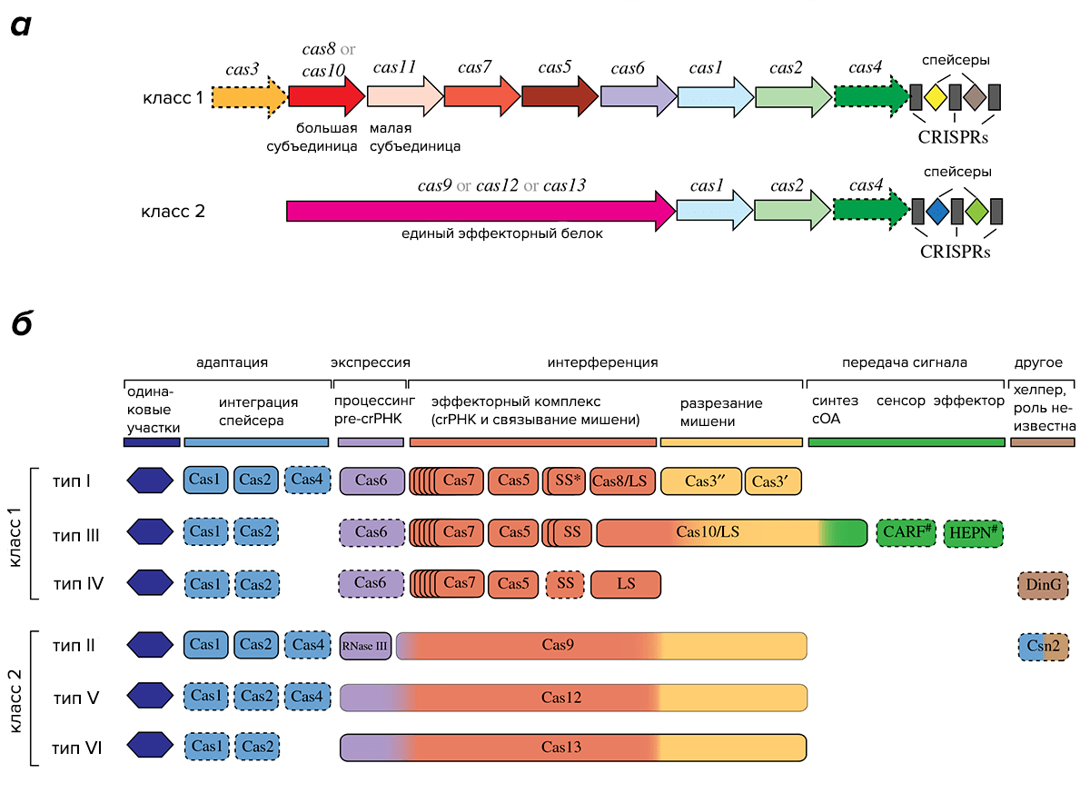 Разнообразие систем CRISPR/Cas