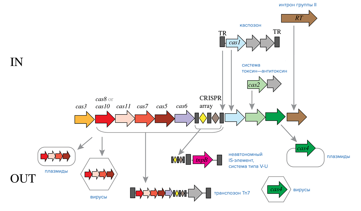 Обмен компонентами между системами CRISPR-Cas класса 1 и мобильными генетическими элементами