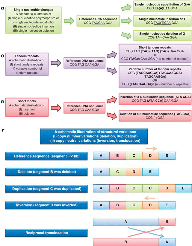Основные типы генетических вариаций