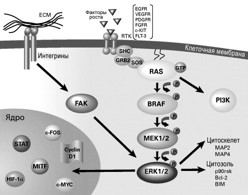 Сигнальный каскад RAS/RAF/MEK/ERK