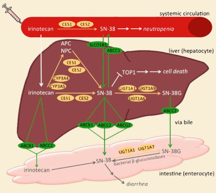 Фармакокинетика иринотекана
