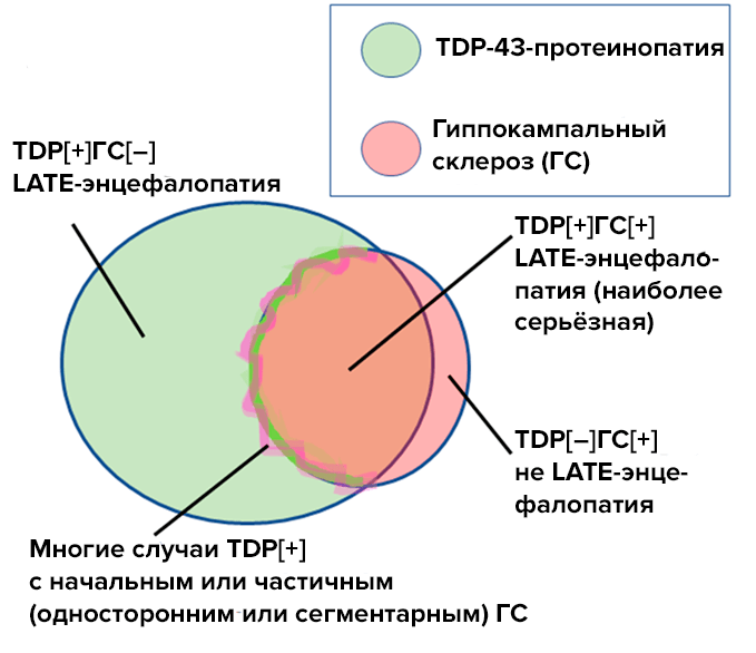 TDP-43-протеинопатия и гиппокампальный склероз