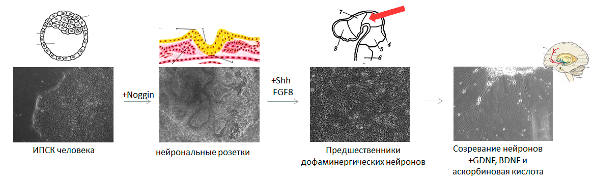 Параллель между нейрогенезом эмбриона и тем, как это выглядит в чашке Петри