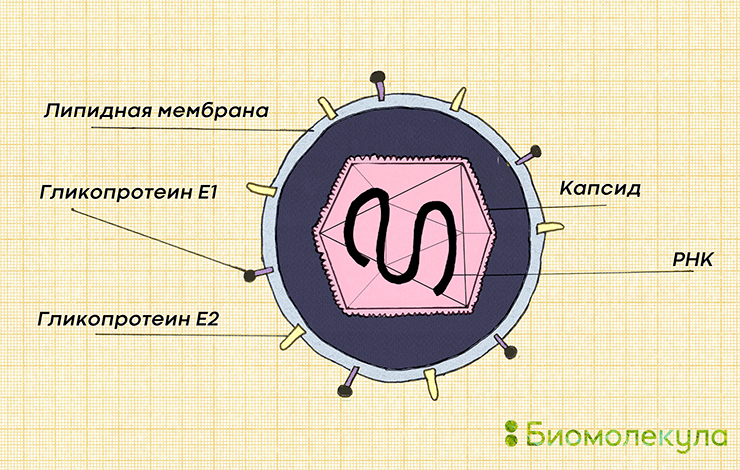 Схематичное изображение вируса краснухи