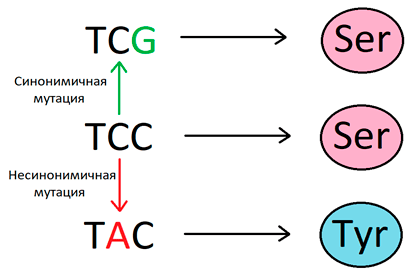 Синонимичные и несинонимичные мутации