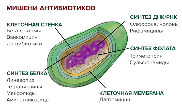 Различные группы антибиотиков и мишени их действия в бактериальной клетке