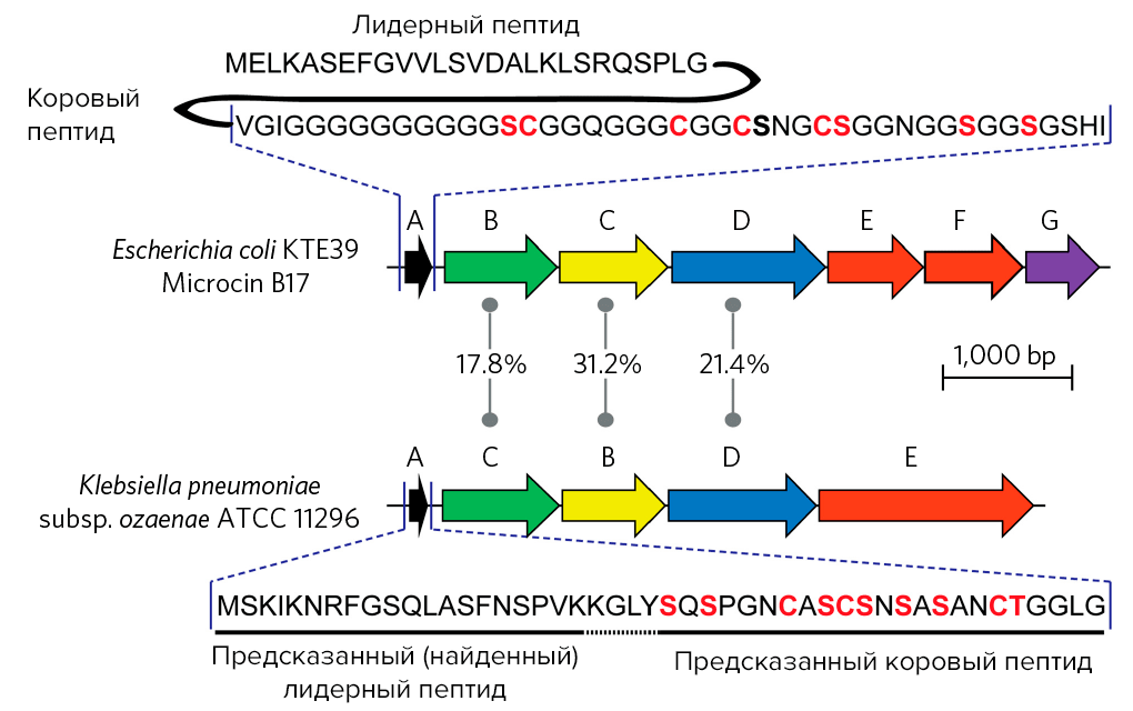 Как геномный поиск позволяет находить новые кластеры генов