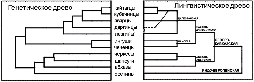 Сравнение генетической и лингвистической дендрограмм родства народов Кавказа