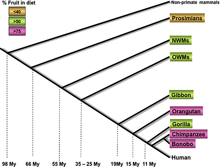 Приблизительное время расхождения приматов