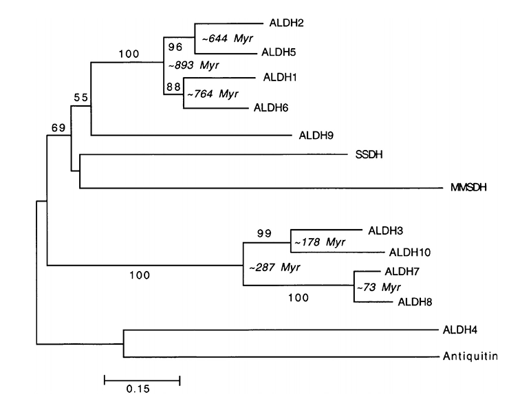 Филогенетическое дерево АЛДГ
