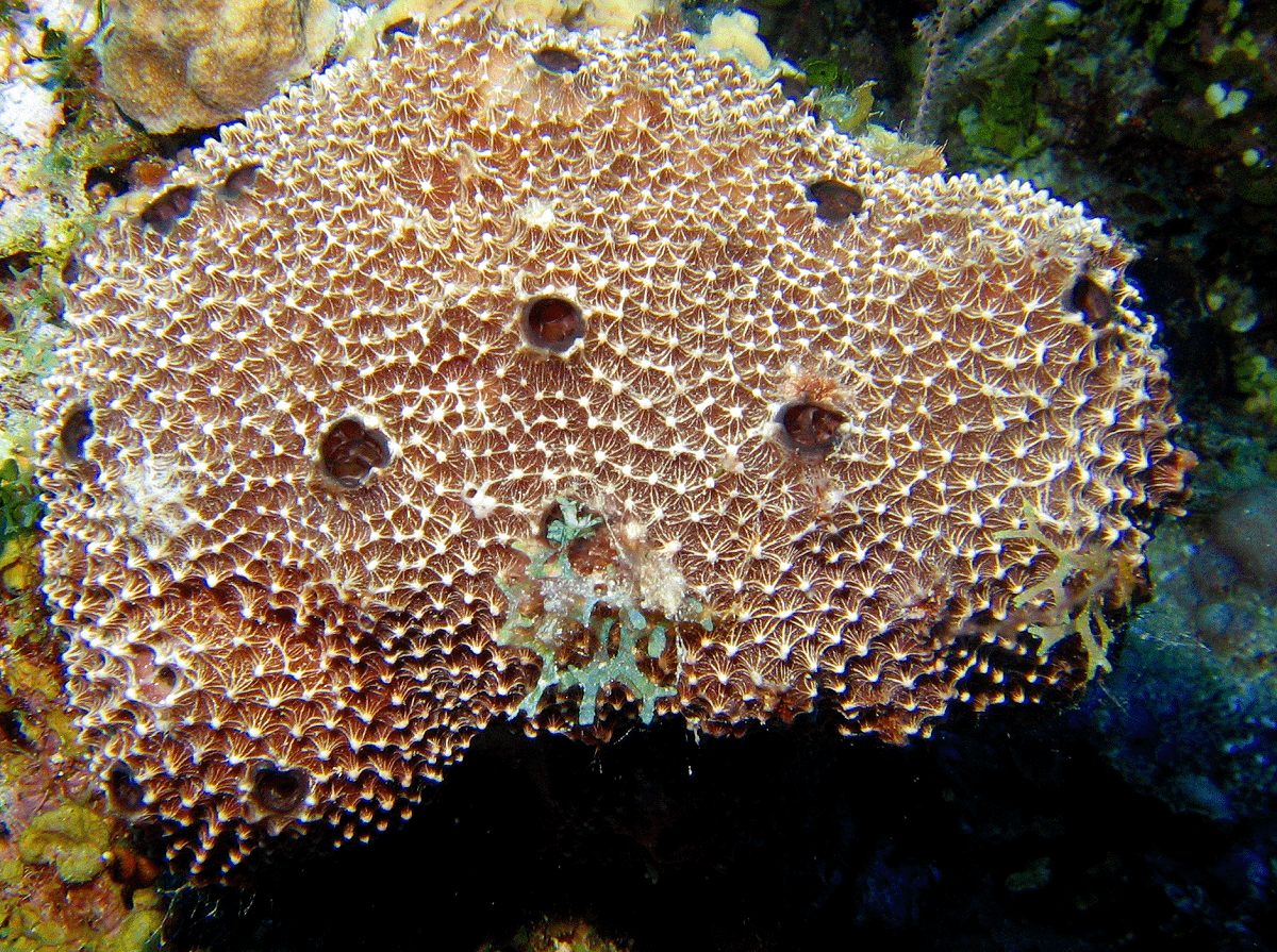 Ircinia felix