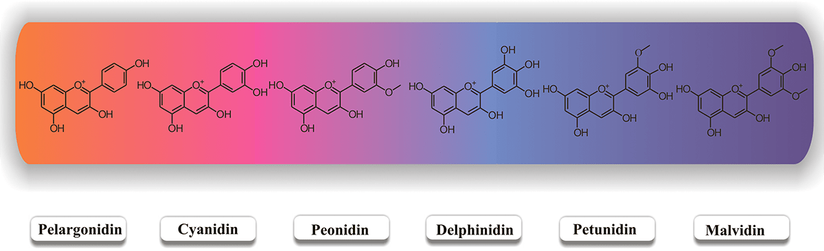 Разнообразие структур и окрасок антоцианов