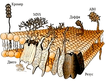 Антигены разных систем групп крови в мембране