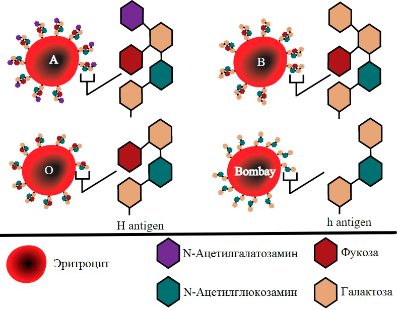 Строение поверхностного антигена эритроцитов с бомбейским феноменом