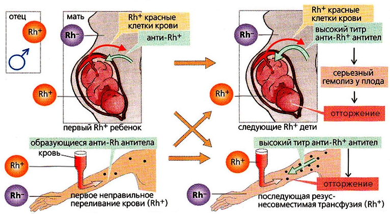 Возникновение резус-конфликта