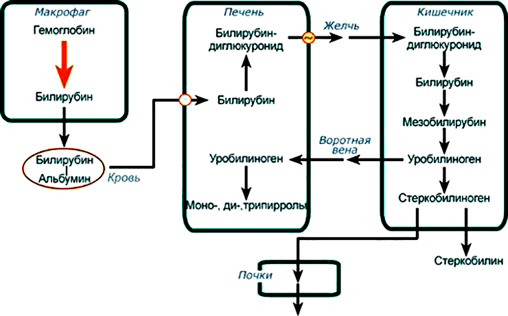 Гемолитическая реакция на переливание несовместимой крови