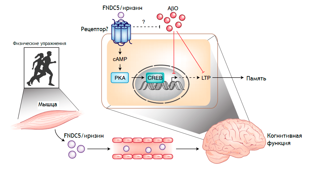 FNDC5