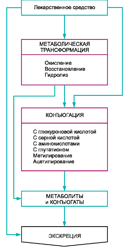 Путь лекарственного средства