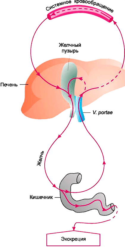 Кишечно-печеночная циркуляция веществ