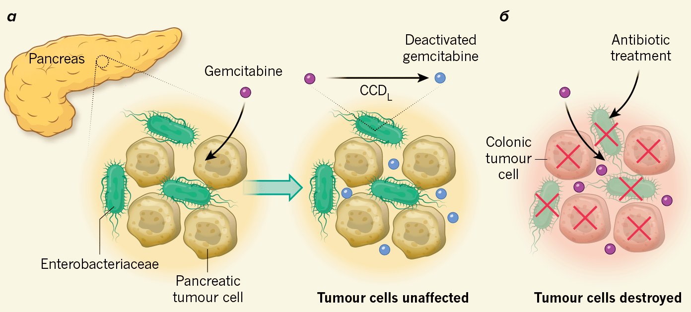 Бактерии могут деактивировать лекарства против рака