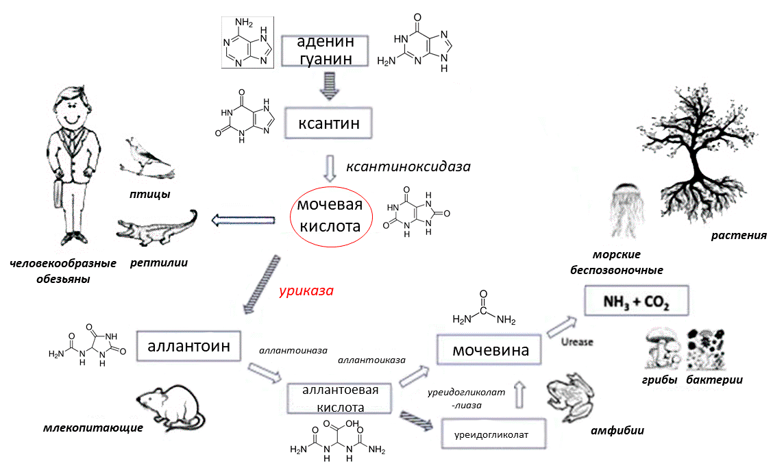 Катаболизм пуринов у разных организмов