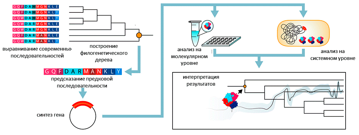 Реконструкция предковой последовательности белка