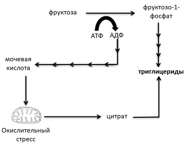 Классический и альтернативный пути синтеза жиров