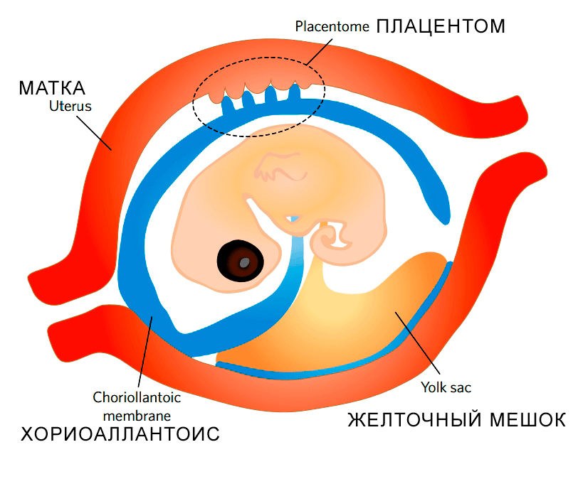 Плацентация у чешуйчатых