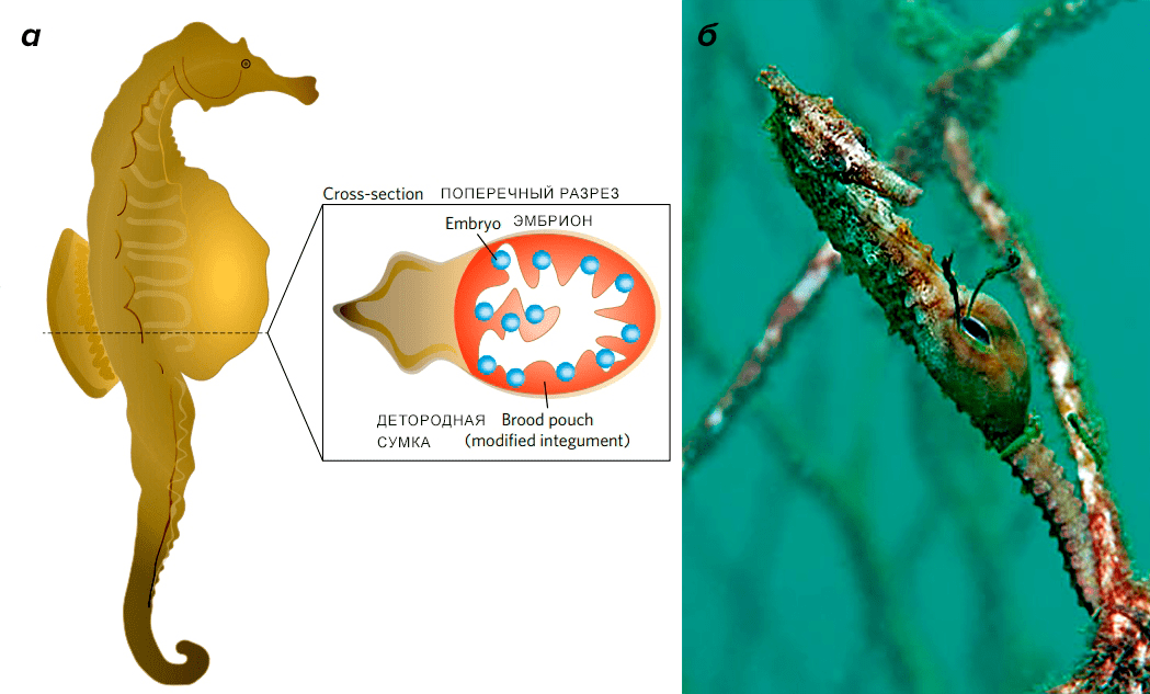 Самец морского конька вынашивает потомство в кожной сумке на брюшке