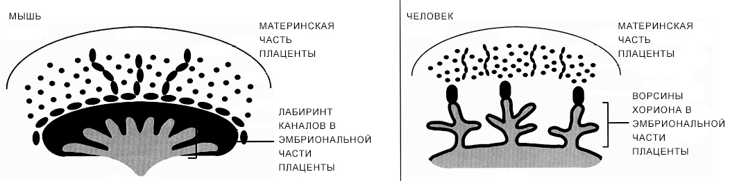 Сравнительная анатомия ворсинчатой плаценты человека и лабиринтной плаценты мыши