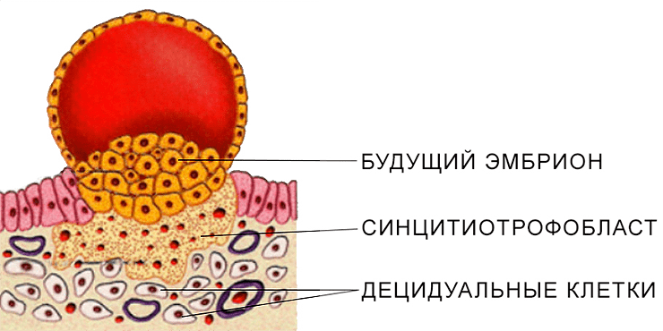 Схематическое изображение одной из стадий имплантации