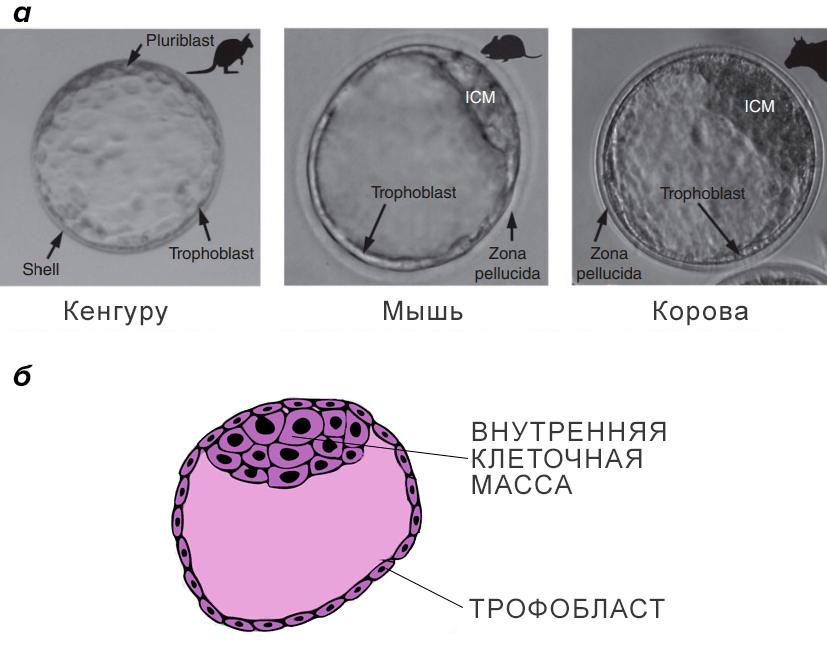 Бластоциста и трофобласт