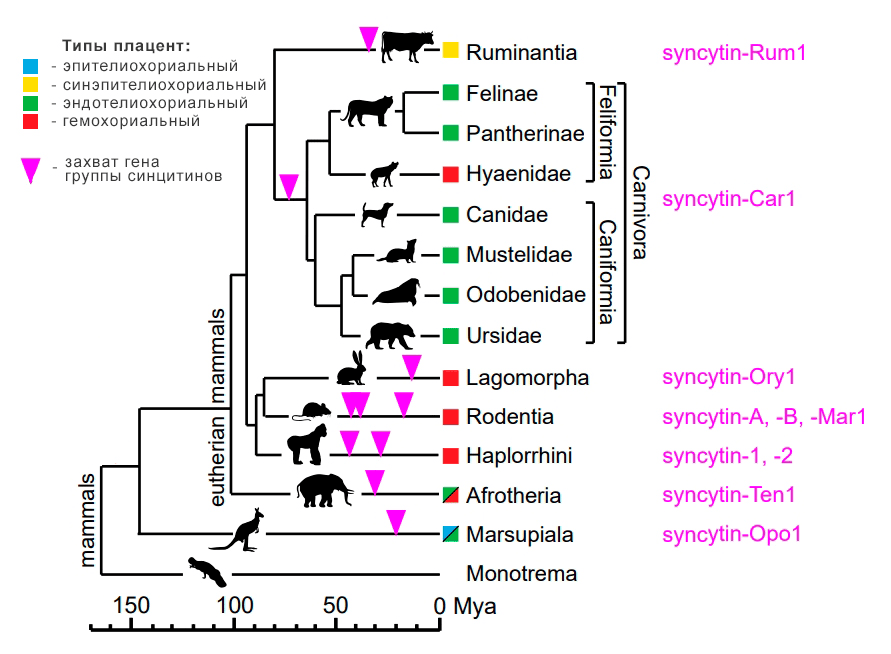 Филогения млекопитающих с акцентом на плотоядных