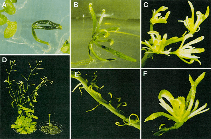 Arabisopsis thaliana