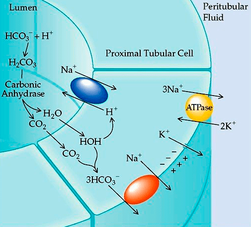 Роль карбоангидразы в поддержании кислотно-щелочного равновесия