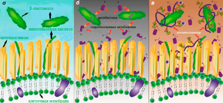 Ключевые пути взаимодействия β-лактамного антибиотика и β-лактамазы