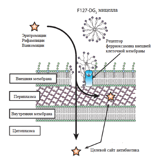 Мицеллы F127-DG атакуют рецепторы ферриоксамина