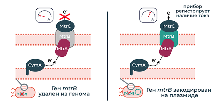 Механизм работы биосенсора для обнаружения мышьяка