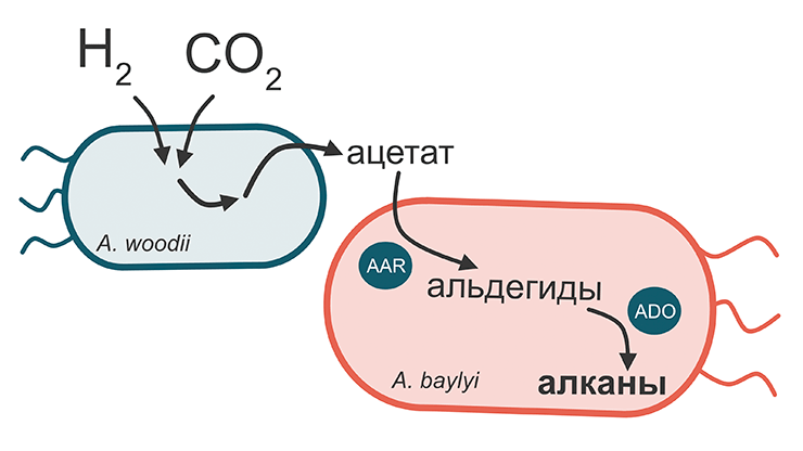 «Сотрудничество» бактерий A. woodii и A. baylyi